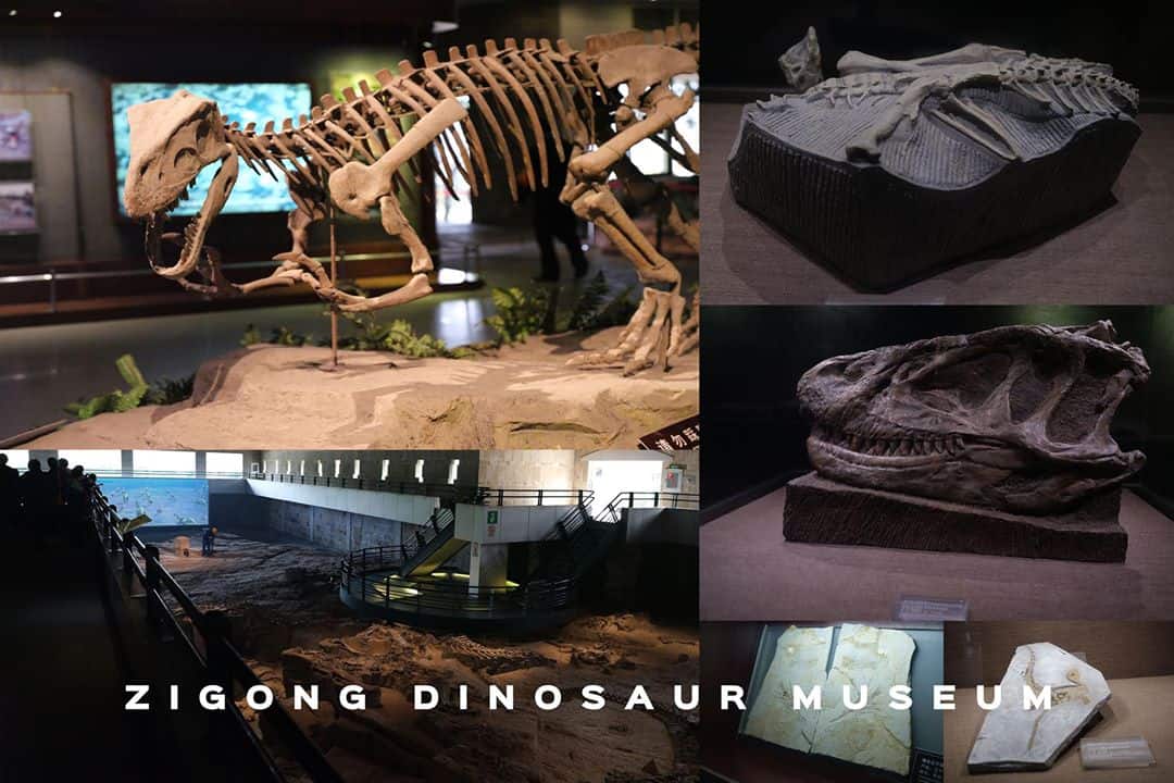Zigong Dinosaur Museum Tours