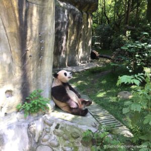 Dujiangyan Panda Valley